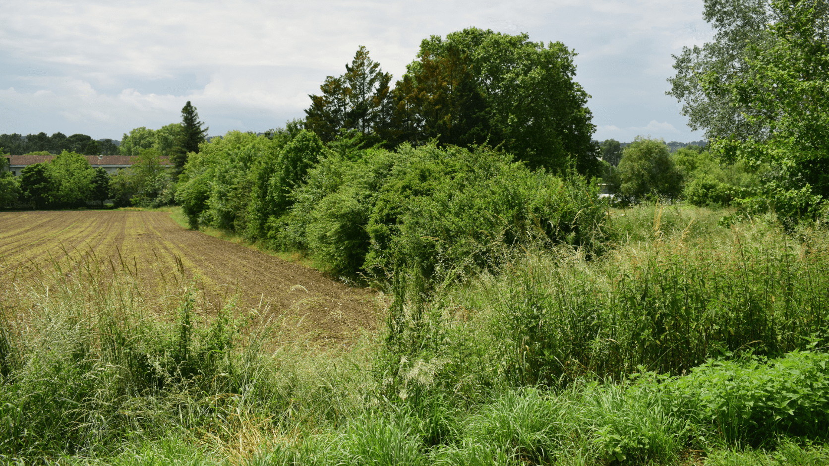 Parcelle agroforestière en Charente