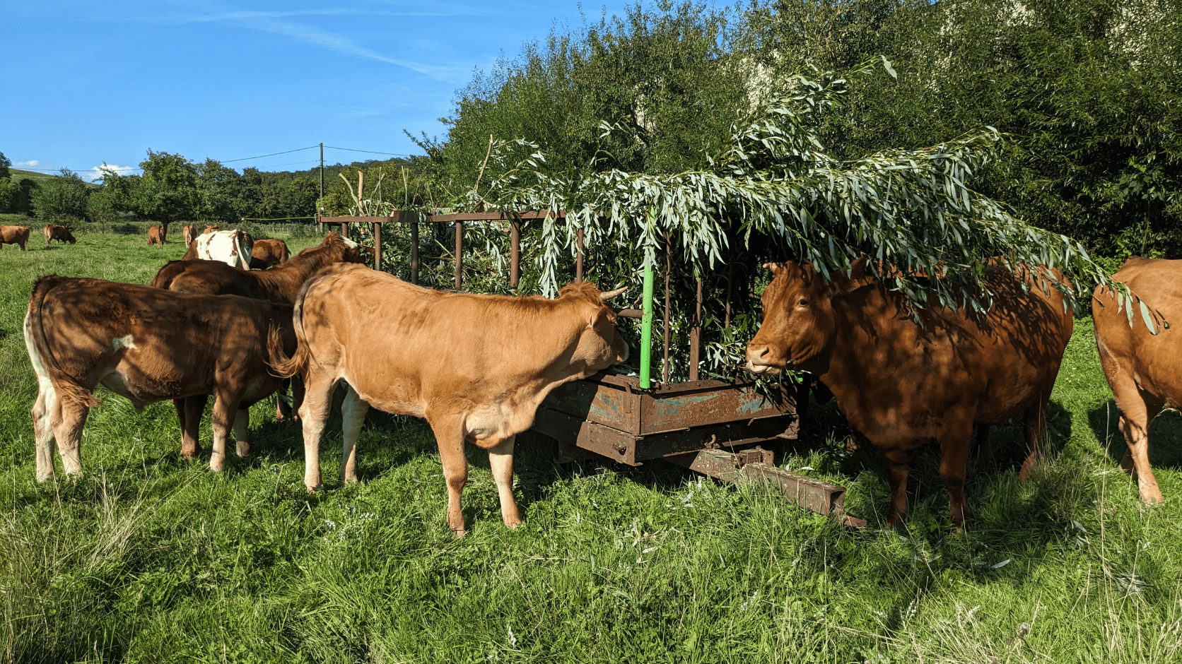 Fourrages pour troupeaux