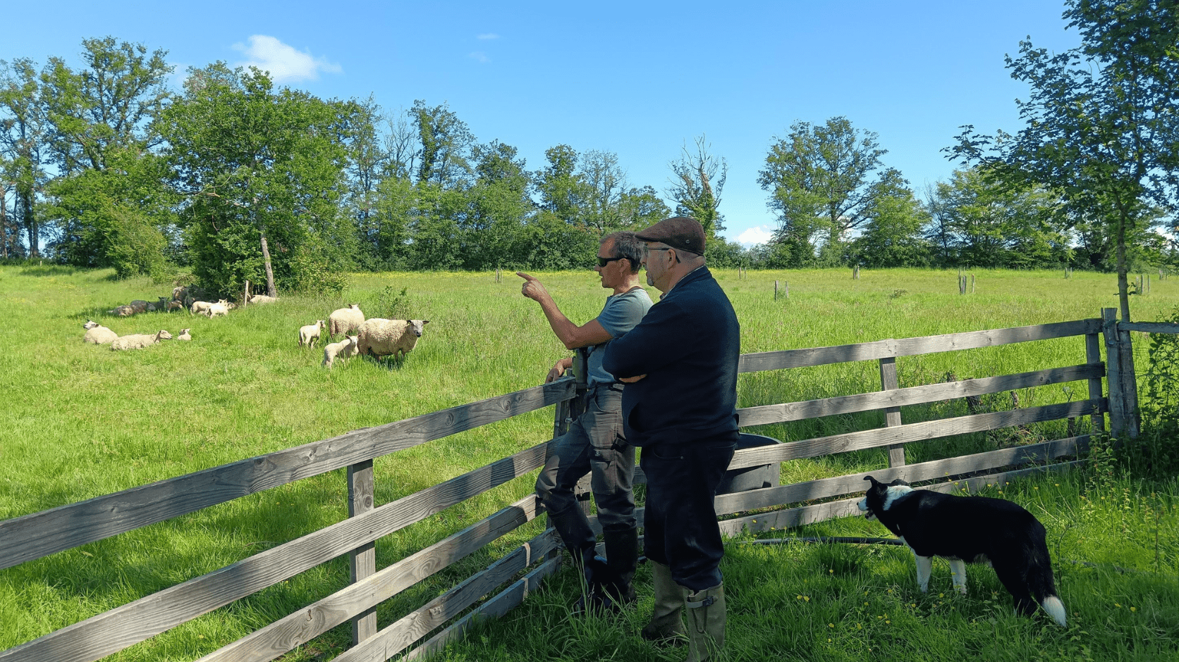 Romary et ses moutons