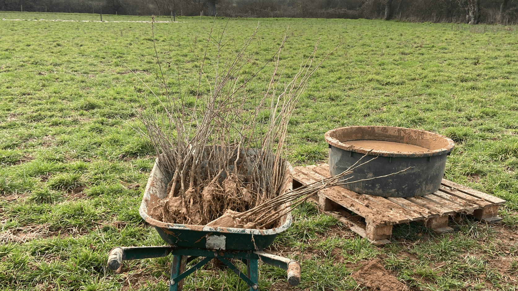 Plants pour la plantation