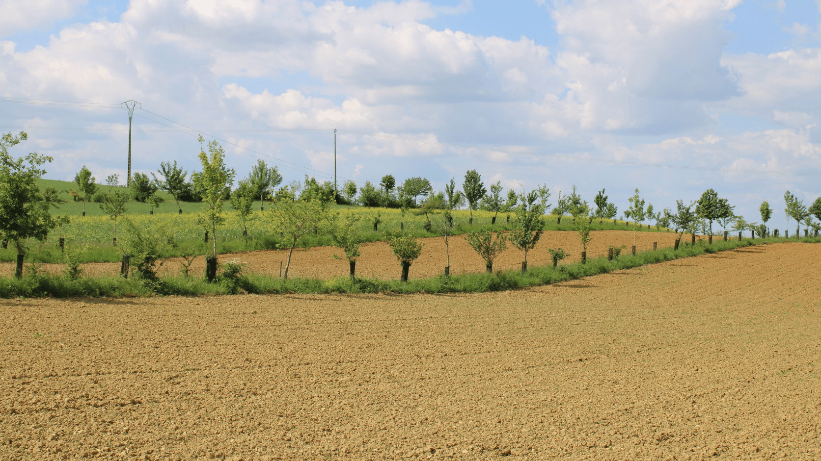 Alignements d'arbres