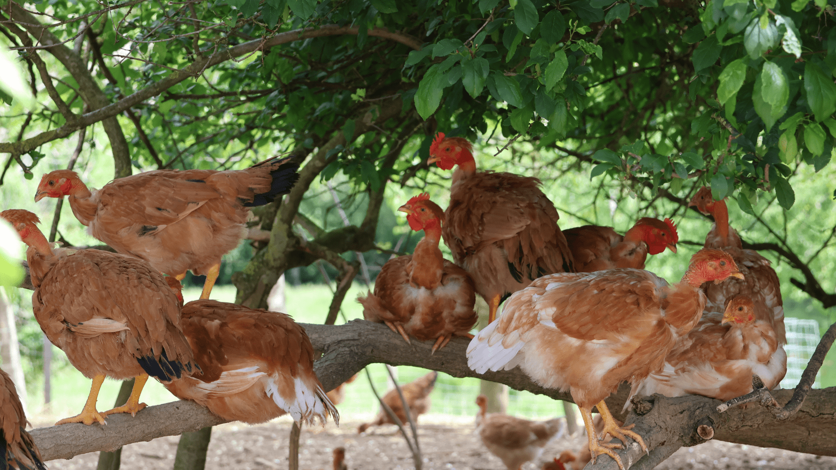 Poules perchées dans les arbres